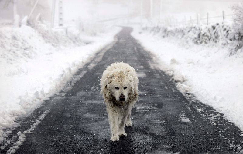 TEMPORAL DE NIEVE Y FRÍO