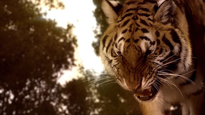 Las mejores imágenes del videoclip de 'Amanecer'