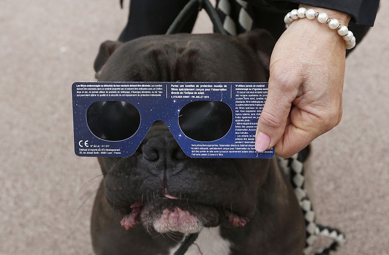 Hasta las mascotas han estado siguiendo el evento astronómico; con gafas, eso sí. Una mujer protegía así a su perro en Niza, Francia.