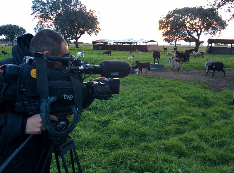 El rebaño de cabras de Isidoro