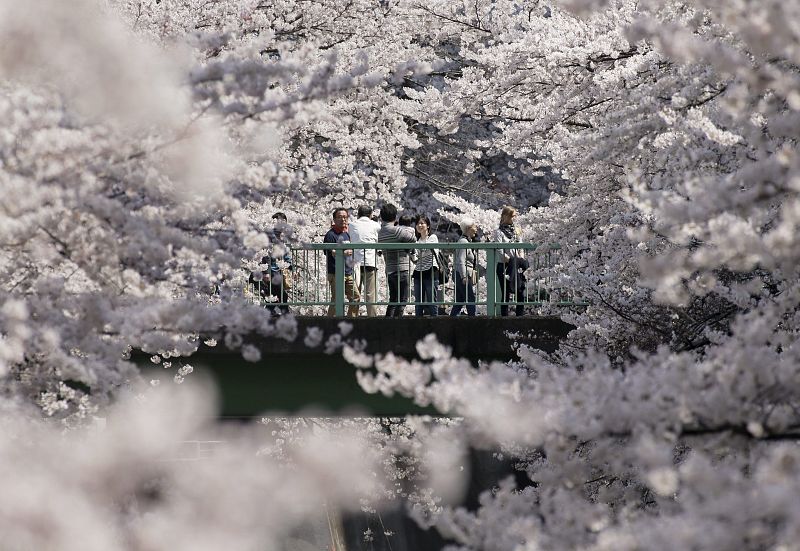 Varios visitantes cruzan un puente rodeado de cerezos en flor mientras disfruta de un paseo en Tokio