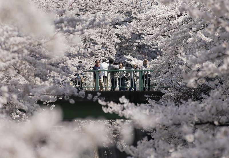 Varios visitantes cruzan un puente rodeado de cerezos en flor mientras disfruta de un paseo en Tokio