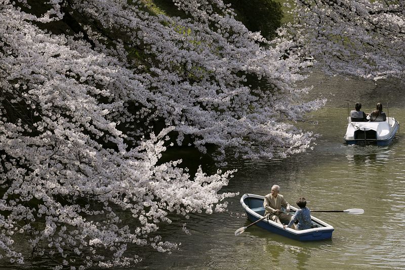 Una pareja de ancianos pasa junto a un cerezo en flor mientras disfruta de un paseo en barca por un lago en Tokio