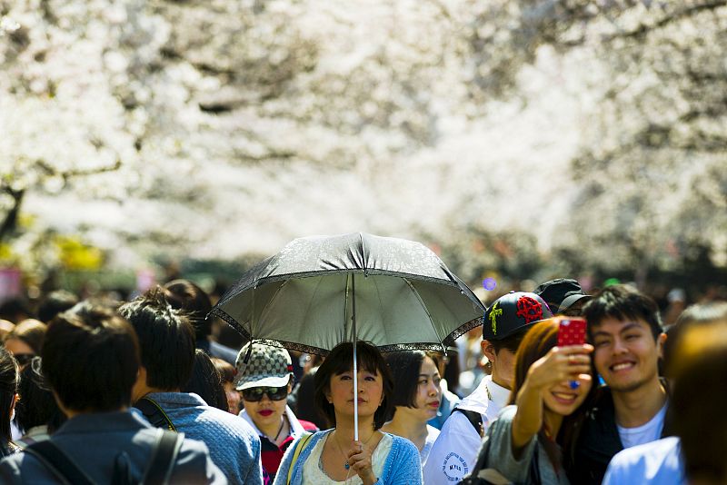 Los tokiotas pasean entre los cerezos en flor en el parque Ueno.