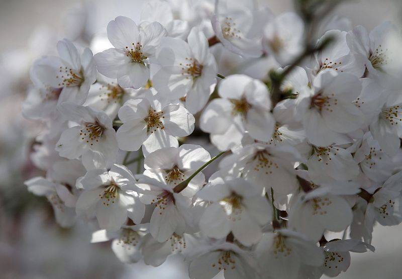 Los japoneses veneran la floración del cerezo porque comparan la corta vida de esta flor con la brevedad de la existencia humana.