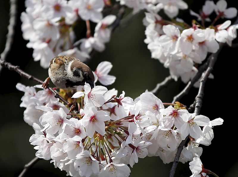 A bird sips nectar from cherry blossoms in full bloom in Tokyo