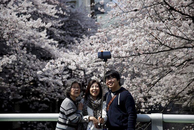 Las agencias japonesas organizan paquetes turísticos para disfrutar de "sakura".