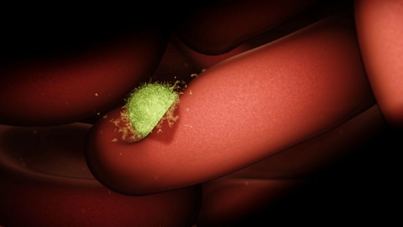 El parásito destruyendo un glóbulo rojo