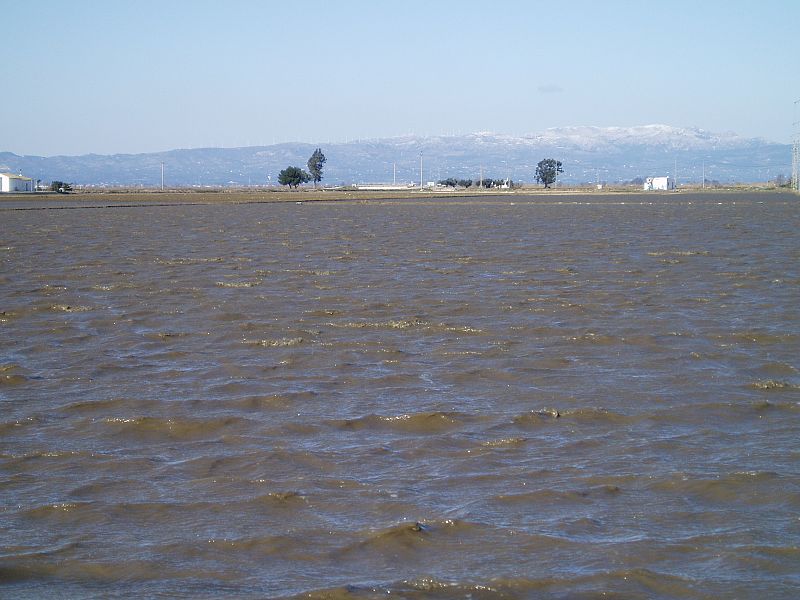 En el delta del Ebro abunda el anófeles pero sin parásito