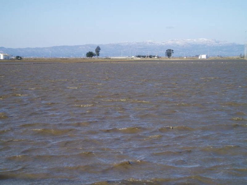 En el delta del Ebro abunda el anófeles pero sin parásito