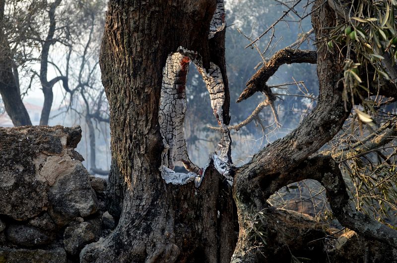 El fuego ha quemado miles de hectáreas