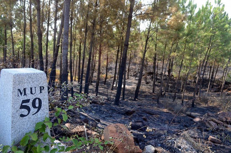 Bosque quemado en Sierra de Gata