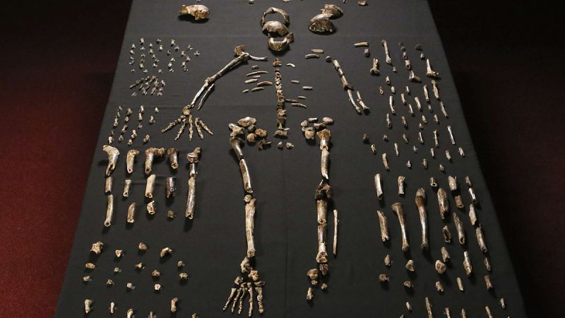 Reconstrucción del esqueleto de un 'Homo naledi' con los restos encontrados en la cueva Rising Star de Sudáfrica.