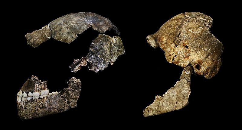 Un cráneo de 'Homo naledi' encontrado en la cámara Dinaledi