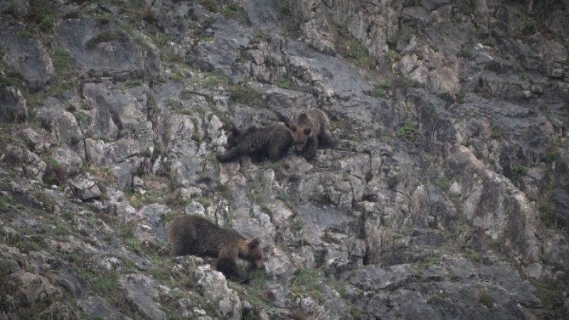 La Fundación Oso Pardo, premiada en Bruselas por sus esfuerzos en la conservación de esta especie