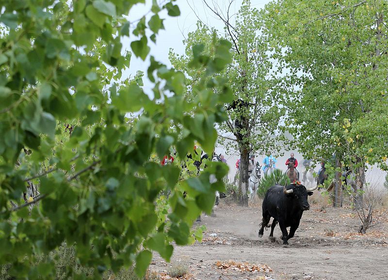 El toro Rompe-Suelas corre en La Vega perseguido por las lanzas de los participantes en el torneo