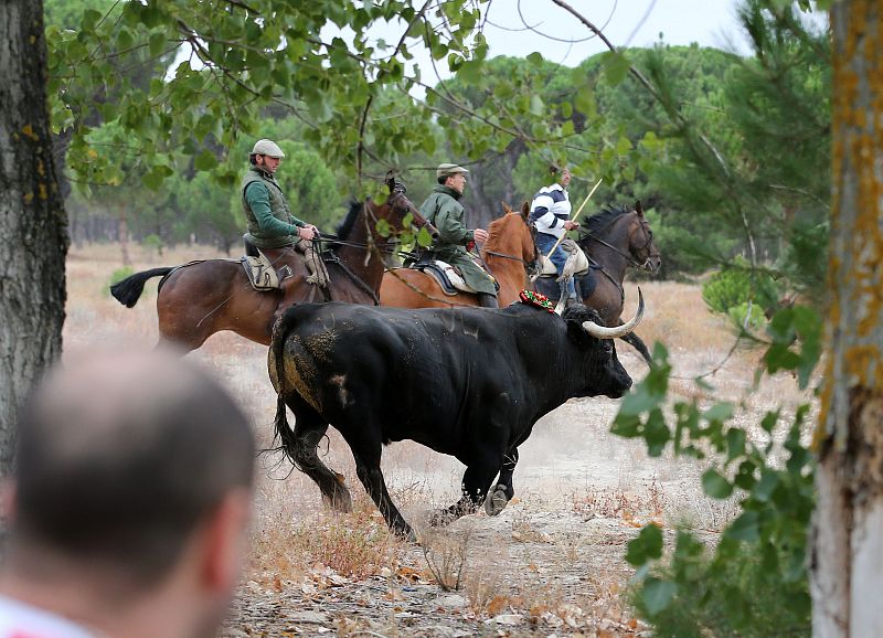 Varios lanceros a caballo cercan al Toro de la Vega