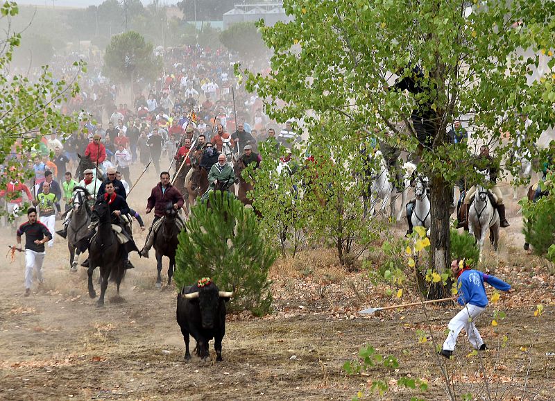 Un hombre montado a caballo y con una lanza corre tras el Toro de la Vega