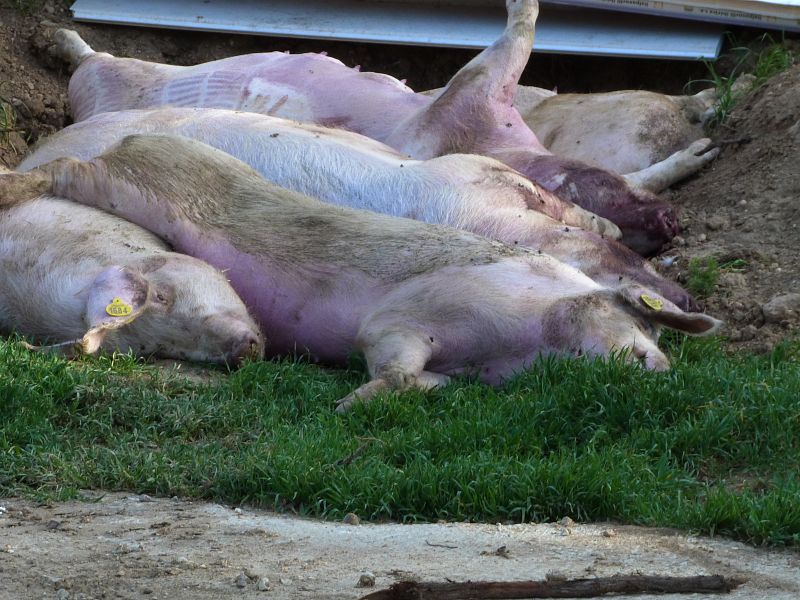 Los cerdos que más tarde comen los buitres