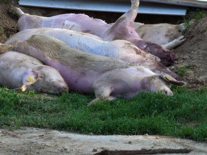 Los cerdos que más tarde comen los buitres