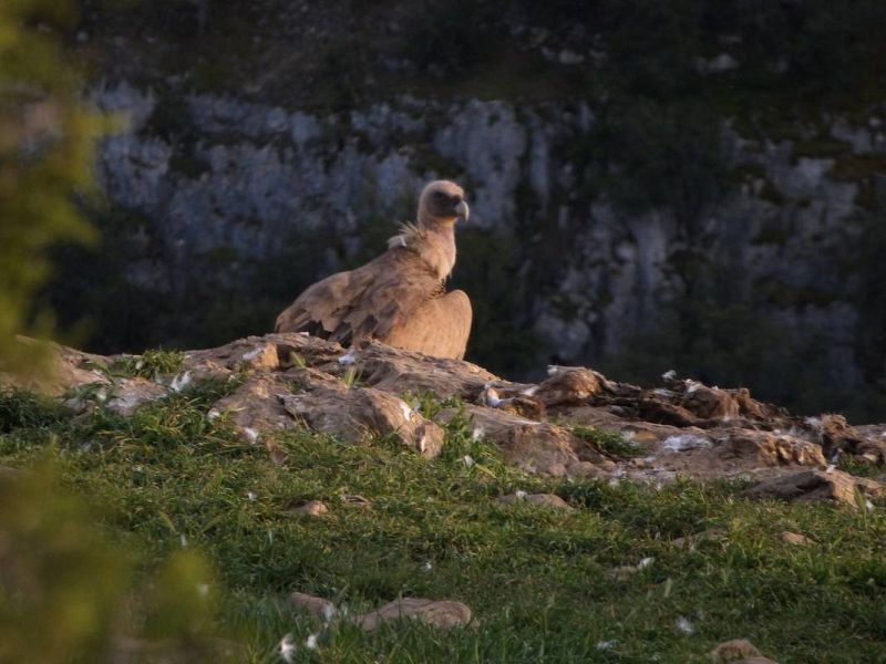 Un buitre observa al cámara de TVE