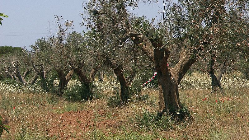 El abandono del campo propicia la epidemia del olivo