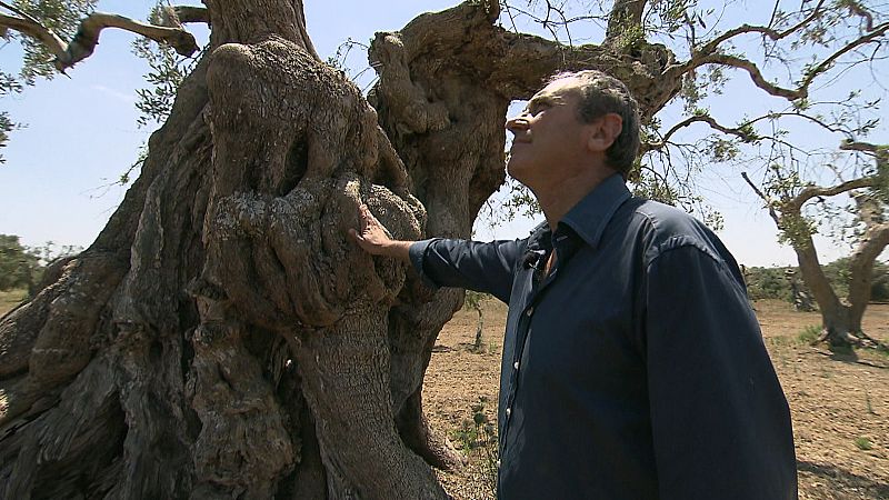 Los olivareros creen que la bacteria del olivo les arruinará