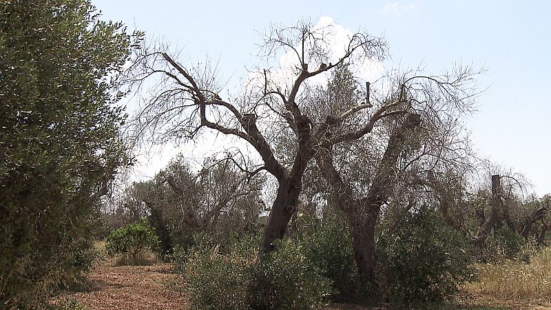 Olivo seco en el sur de italia