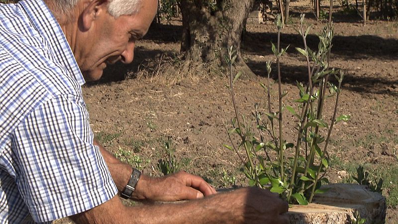 Olivos cortados rebrotan