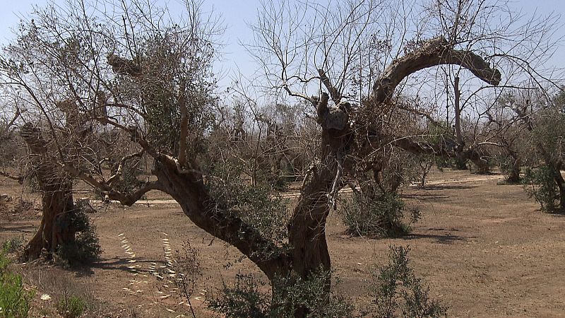 Los olivareros italianos están desolados