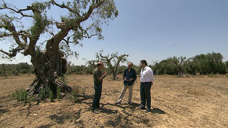 Los agricultores italianos ven impotentes como la bacteria diezma sus olivos
