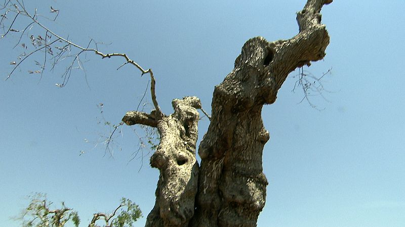 Los olivos se secan y mueren