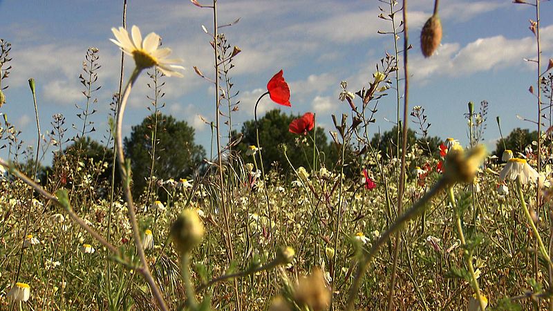 Praderas y pinares de Matapozuelos, Valladolid.