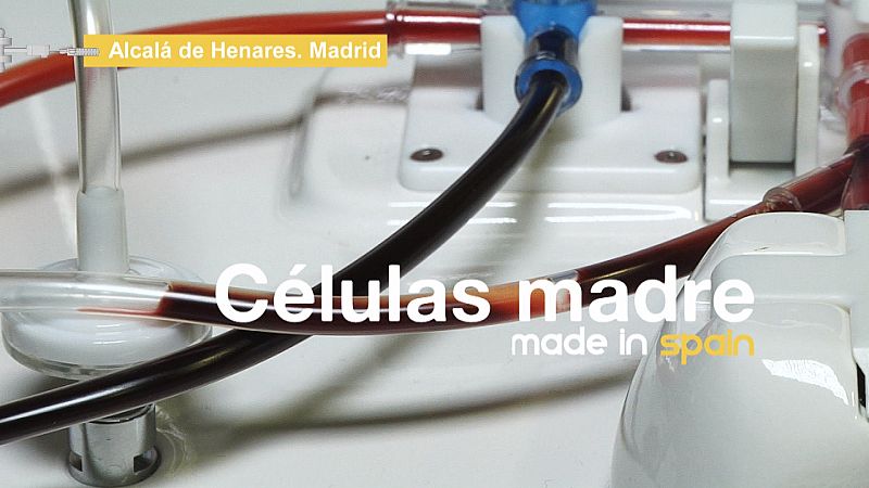 Descubrimos cómo se fabrican células madre