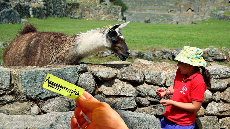 Candela conversando con un llama