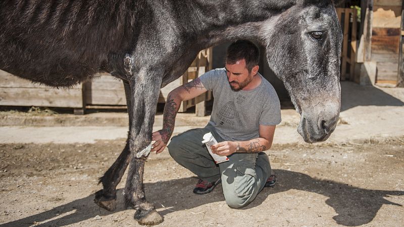 La mula Marieke tiene 40 años y ha pasado toda su vida como animal de carga