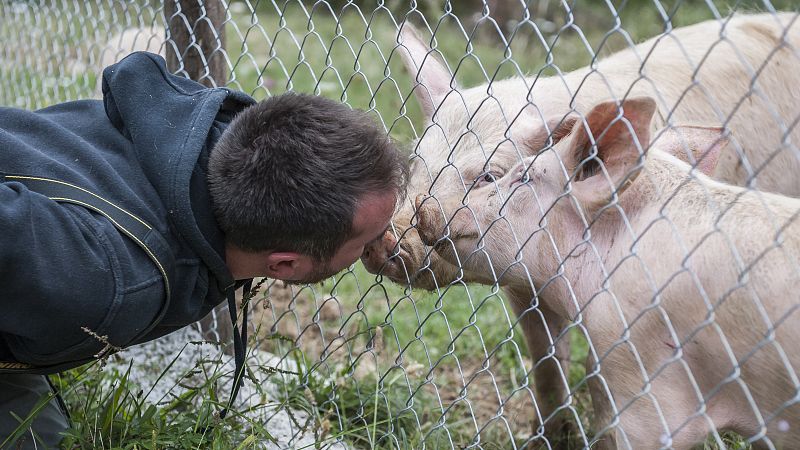 Los animales del refugio proceden de la industria alimentaria