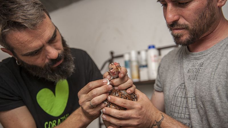 Una de las medidas que se toman en el santuario es la esterilización de las gallinas