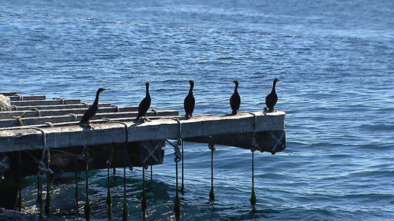 Ejemplares de cormorán moñudo en batea de la ría de Arousa.