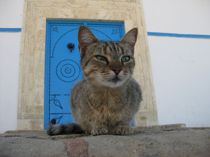Un gato en Kairouan.