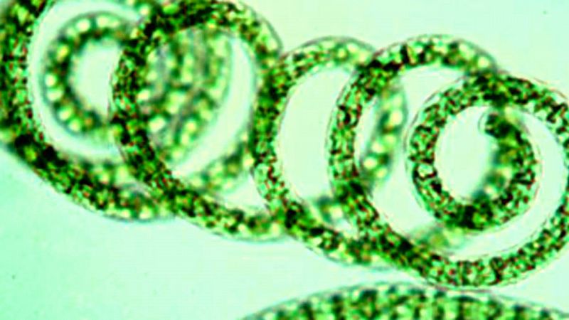 Imagen microscópica de microalga marina