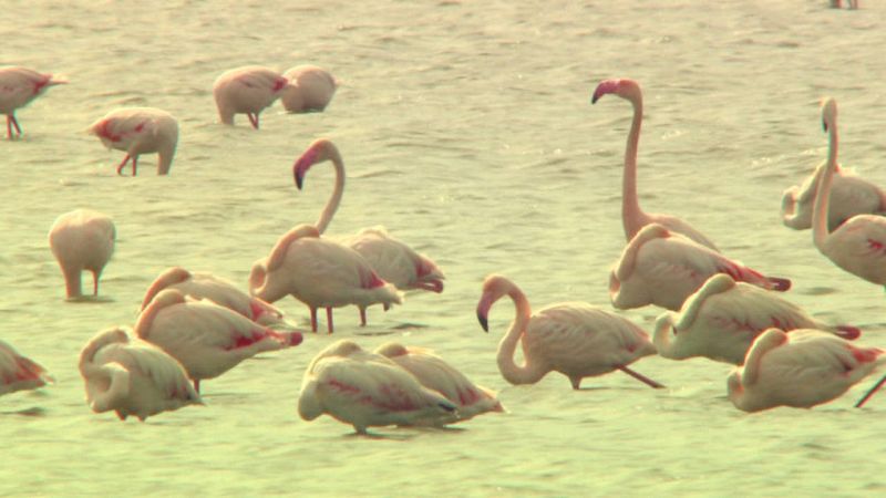 Tablas de flamencos en la finca Veta la Palma, Doñana