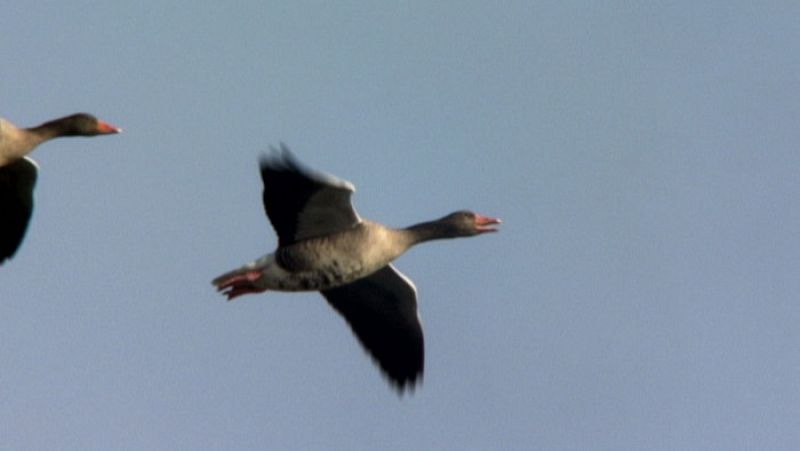 Los gansos están cambiado sus ciclos migratorios por culpa del Cambio Climático.