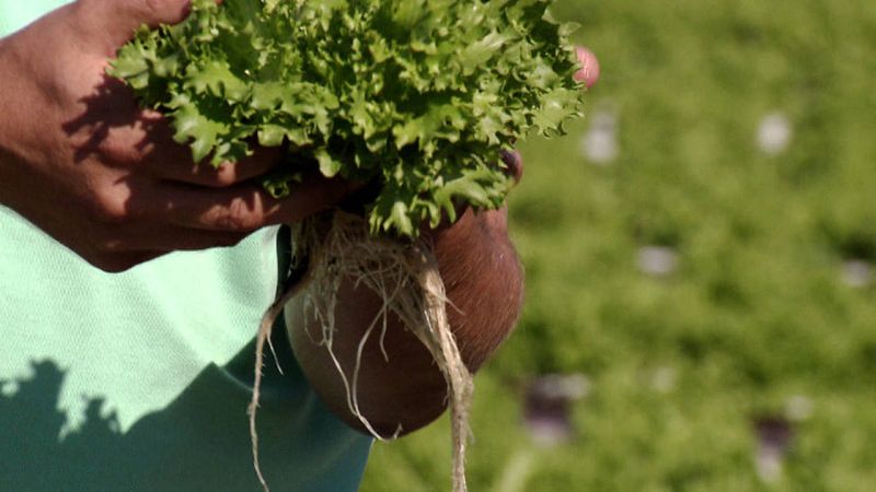 Almería. Esta escarola hidropónica no necesita ningún sustrato para crecer.