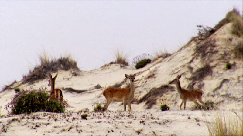 Doñana está llena de vida.