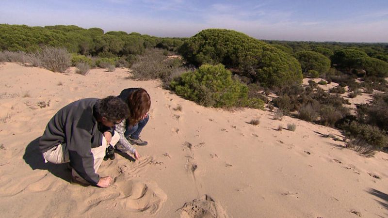 El sistema dunar del Parque Nacional de Doñana.