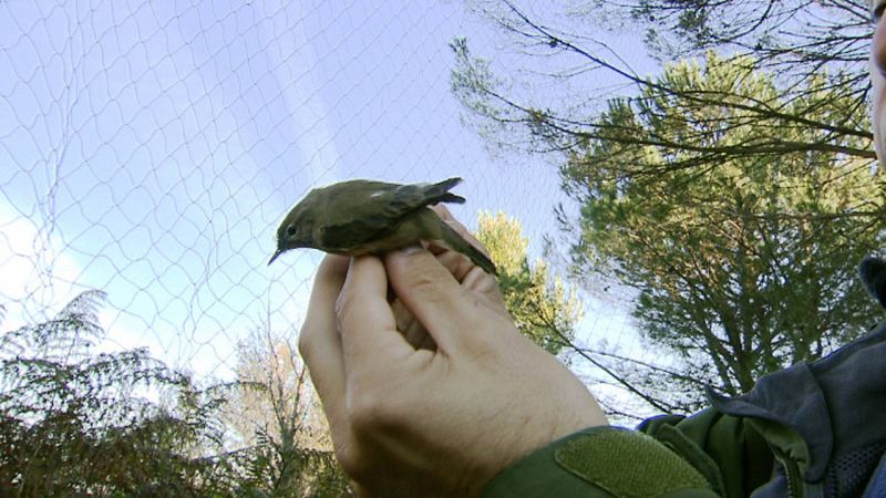 El mosquitero común también ve afectados sus ciclos migratorios por el Cambio Climático.