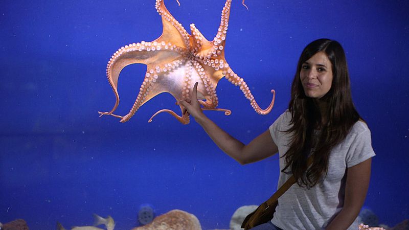 Els 8 braços i les neurones del pop