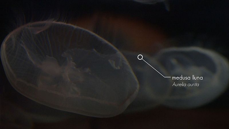 El cicle de les meduses