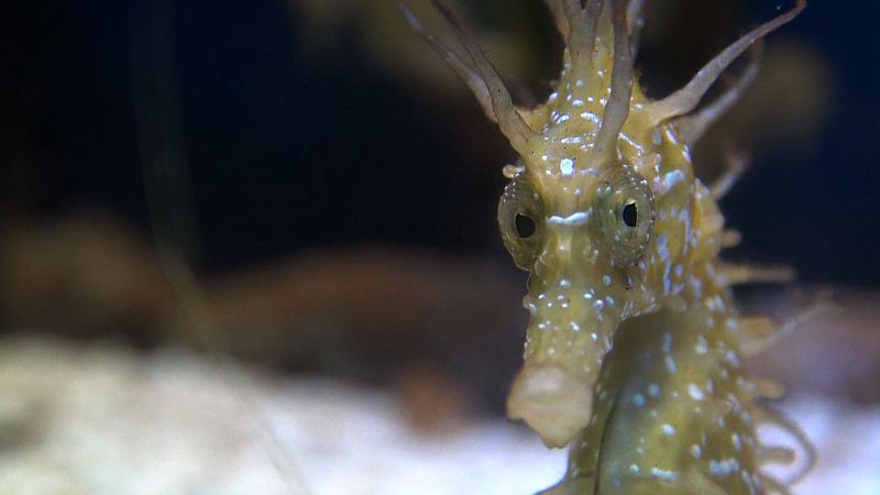 Cavallets de mar, un nou model de família